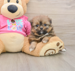 6 week old Shih Pom Puppy For Sale - Florida Fur Babies