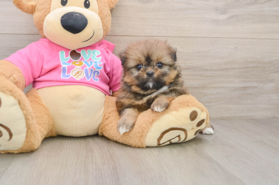 Happy Shih Pom Baby