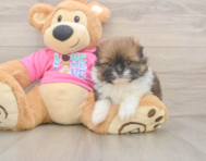 5 week old Shih Pom Puppy For Sale - Florida Fur Babies