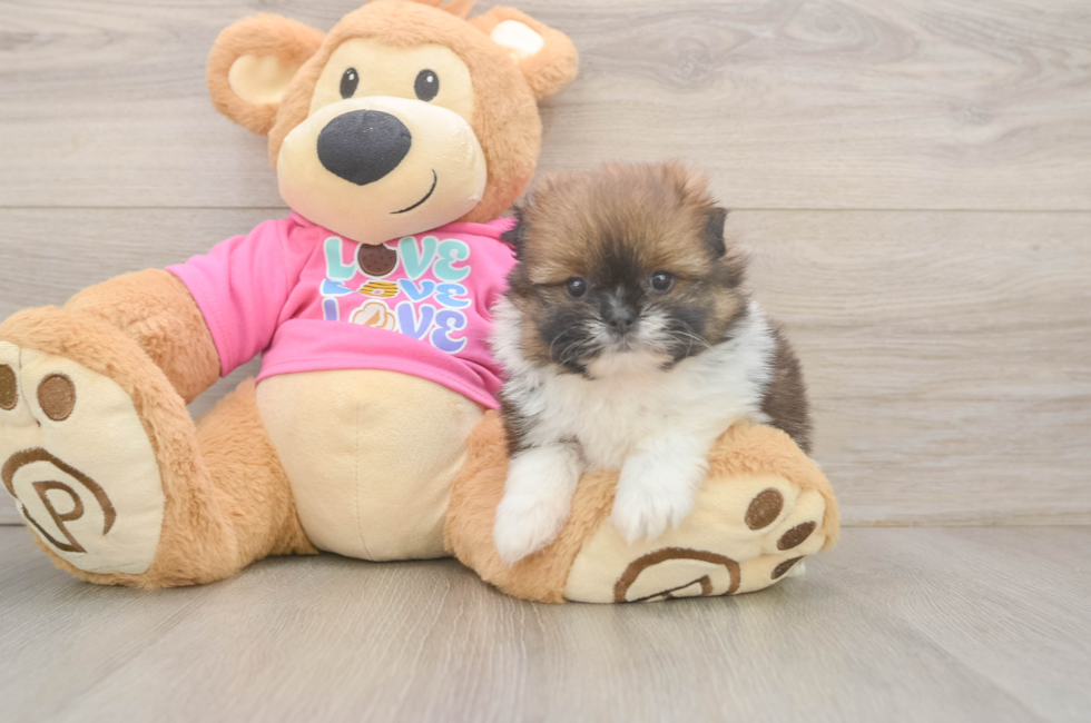 5 week old Shih Pom Puppy For Sale - Florida Fur Babies