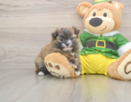 5 week old Shih Pom Puppy For Sale - Florida Fur Babies