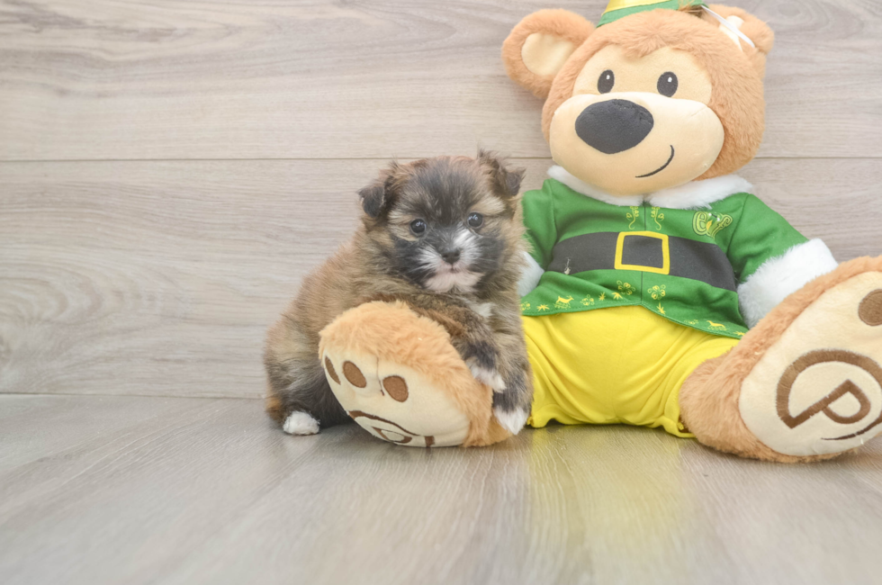 5 week old Shih Pom Puppy For Sale - Florida Fur Babies