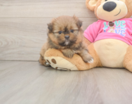 5 week old Shih Pom Puppy For Sale - Florida Fur Babies