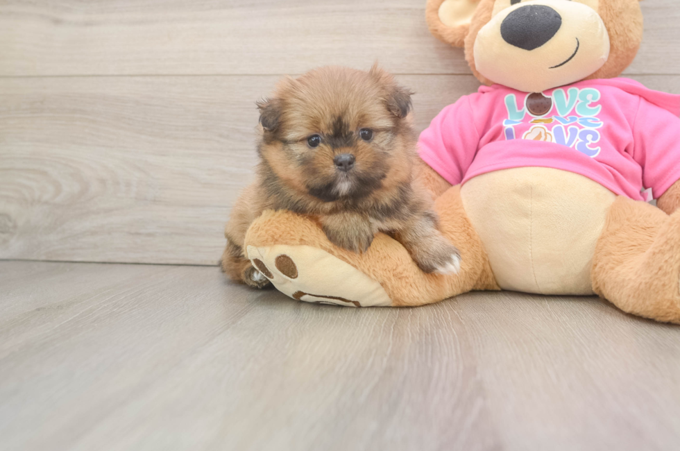 5 week old Shih Pom Puppy For Sale - Florida Fur Babies