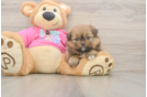 Shih Pom Puppy for Adoption