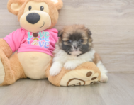 5 week old Shih Pom Puppy For Sale - Florida Fur Babies