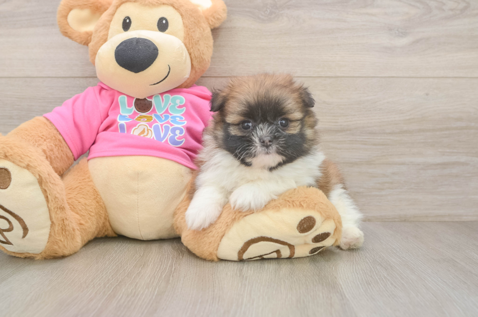 5 week old Shih Pom Puppy For Sale - Florida Fur Babies