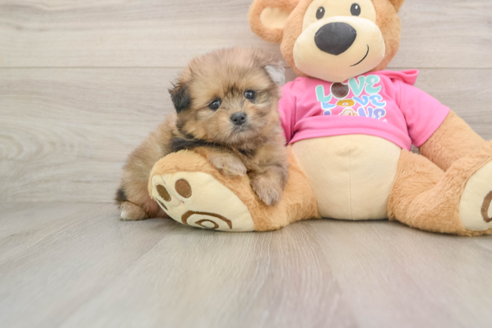 Adorable Pomatzu Designer Puppy
