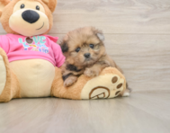 6 week old Shih Pom Puppy For Sale - Florida Fur Babies