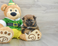 5 week old Shih Pom Puppy For Sale - Florida Fur Babies