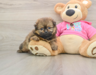 6 week old Shih Pom Puppy For Sale - Florida Fur Babies