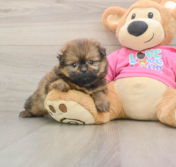 7 week old Shih Pom Puppy For Sale - Florida Fur Babies