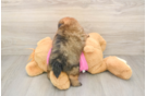 Smart Shih Pom Designer Pup
