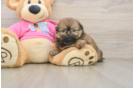 Shih Pom Pup Being Cute