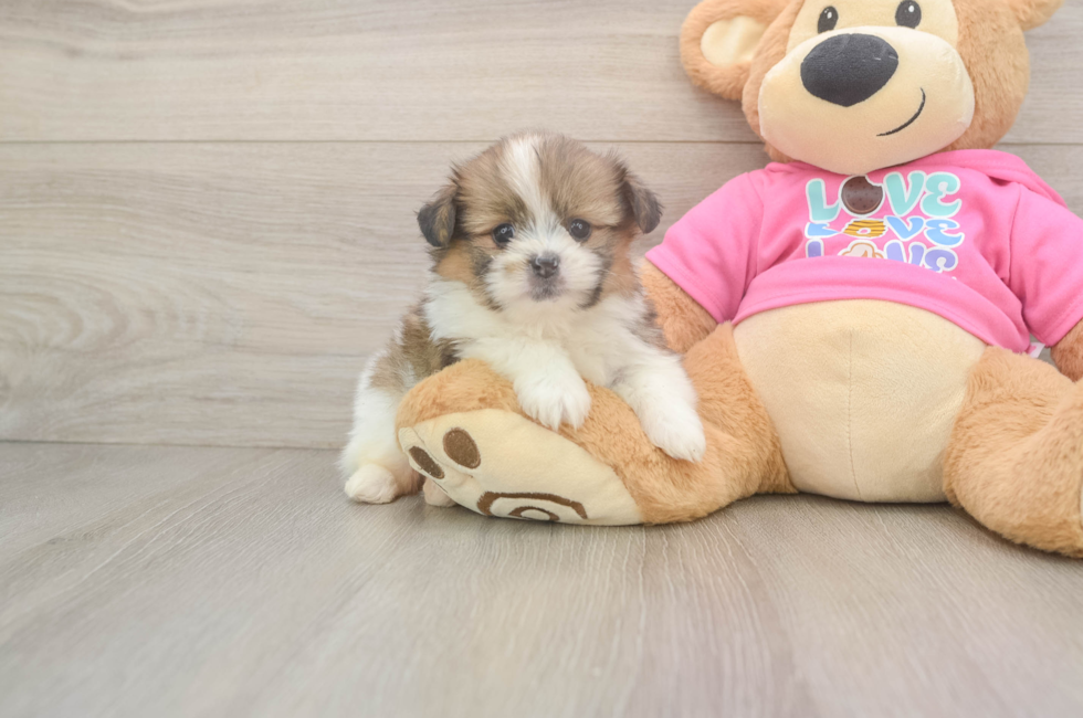 5 week old Shih Pom Puppy For Sale - Florida Fur Babies