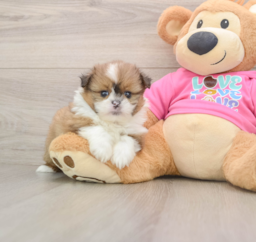 6 week old Shih Pom Puppy For Sale - Florida Fur Babies