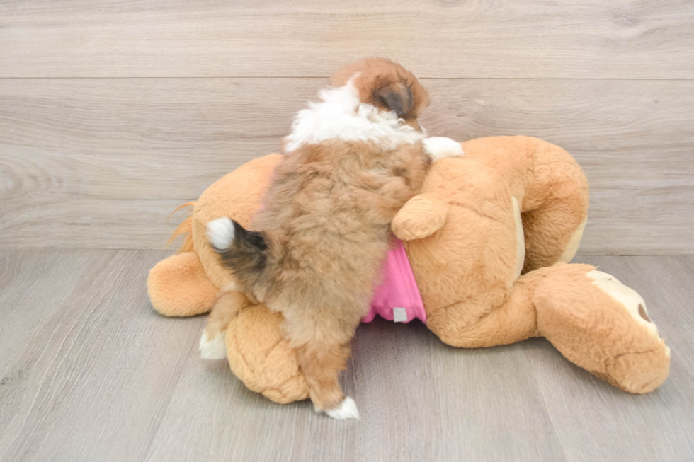 Shih Pom Pup Being Cute
