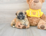 7 week old Shih Pom Puppy For Sale - Florida Fur Babies