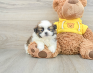 6 week old Shih Pom Puppy For Sale - Florida Fur Babies