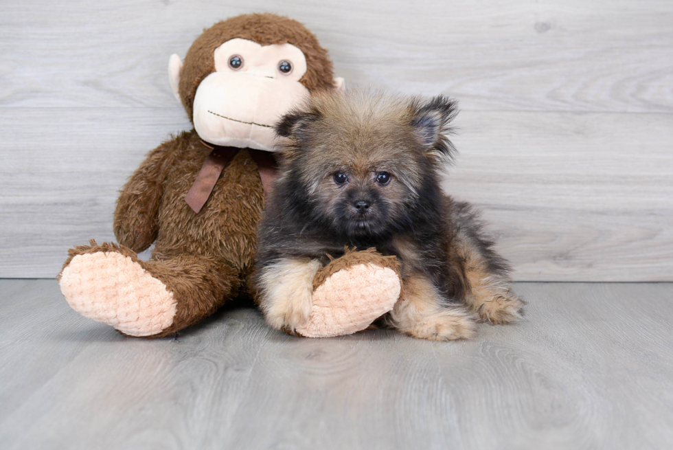 Hypoallergenic Pomeranian Shih Tzu Mix Designer Puppy