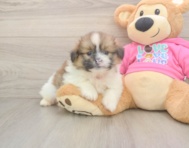 6 week old Shih Pom Puppy For Sale - Florida Fur Babies