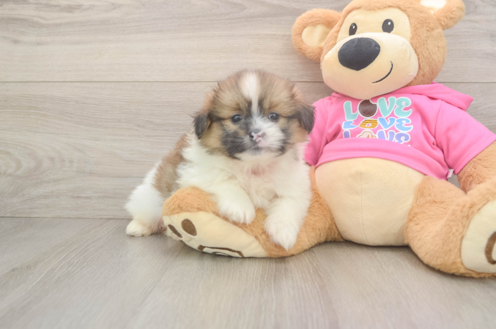 5 week old Shih Pom Puppy For Sale - Florida Fur Babies