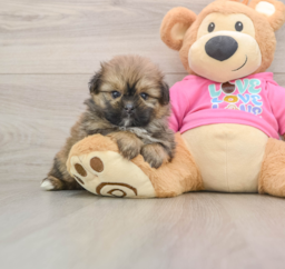 6 week old Shih Pom Puppy For Sale - Florida Fur Babies