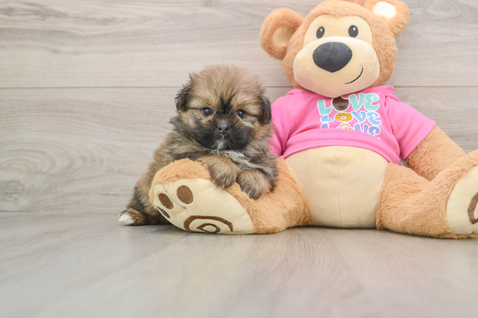 Best Shih Pom Baby