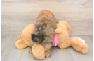 Energetic Pom Tzu Designer Puppy