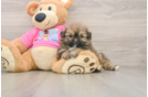 Shih Pom Puppy for Adoption