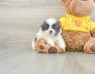 7 week old Shih Pom Puppy For Sale - Florida Fur Babies