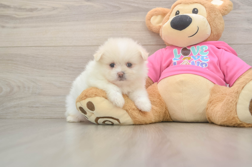 5 week old Shih Pom Puppy For Sale - Florida Fur Babies