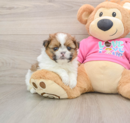 6 week old Shih Pom Puppy For Sale - Florida Fur Babies