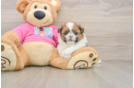 Adorable Shipom Designer Puppy