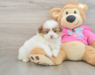 5 week old Shih Pom Puppy For Sale - Florida Fur Babies