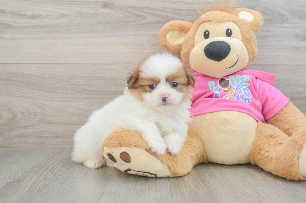 5 week old Shih Pom Puppy For Sale - Florida Fur Babies