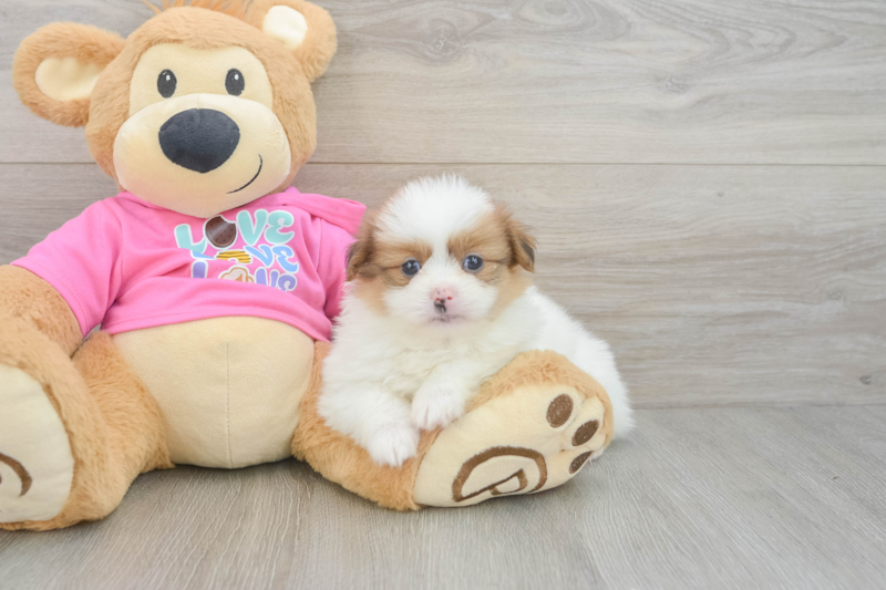 Meet Kayla - our Shih Pom Puppy Photo 3/3 - Florida Fur Babies
