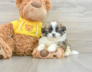 6 week old Shih Pom Puppy For Sale - Florida Fur Babies