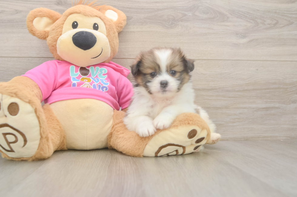 5 week old Shih Pom Puppy For Sale - Florida Fur Babies