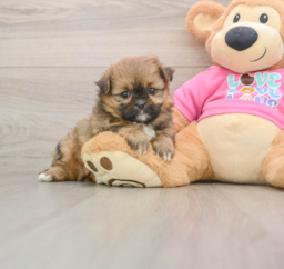 6 week old Shih Pom Puppy For Sale - Florida Fur Babies