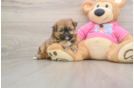 Shih Pom Pup Being Cute
