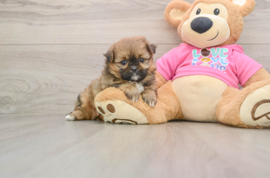 Shih Pom Pup Being Cute