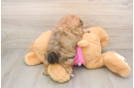 Best Shih Pom Baby