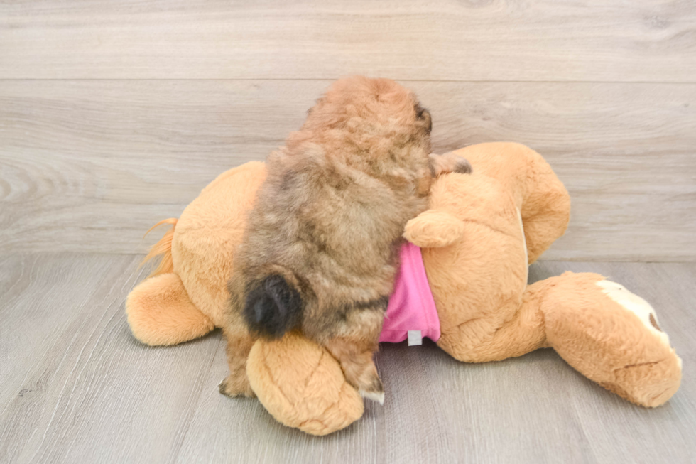 Best Shih Pom Baby