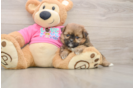 Best Shih Pom Baby