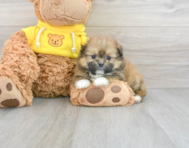 6 week old Shih Pom Puppy For Sale - Florida Fur Babies
