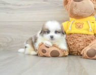 8 week old Shih Pom Puppy For Sale - Florida Fur Babies