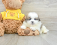 6 week old Shih Pom Puppy For Sale - Florida Fur Babies