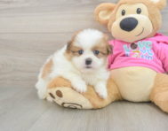 5 week old Shih Pom Puppy For Sale - Florida Fur Babies