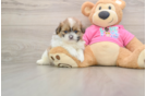 Shih Pom Pup Being Cute